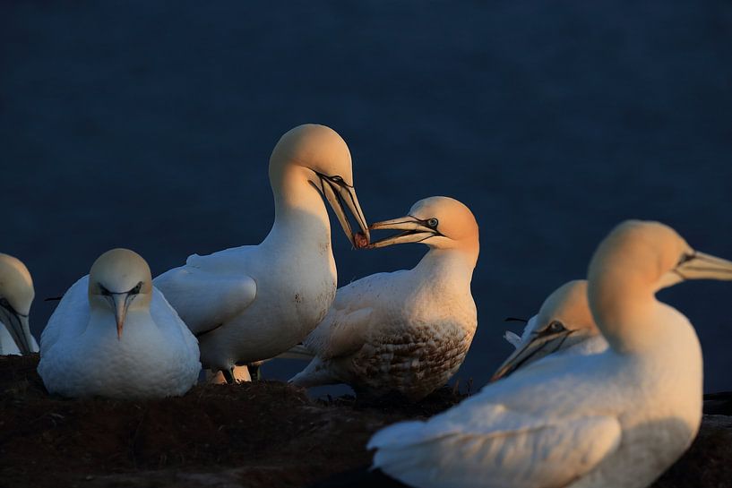 Jan-van-genten Helgoland Eiland Duitsland van Frank Fichtmüller