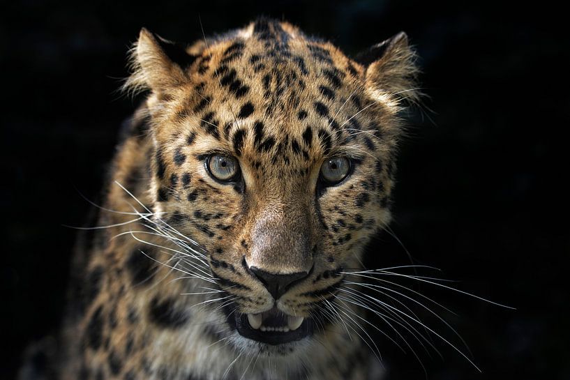 face to face with the leopard by Joachim G. Pinkawa