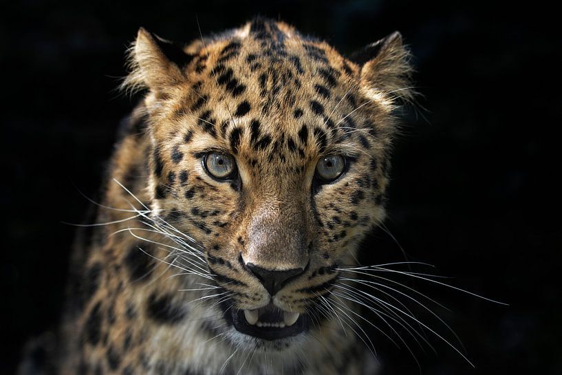 Im Auge des Leoparden von Joachim G. Pinkawa