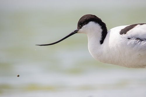 Bird | Pied Avocet with waterdrop