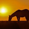 Paard in sunset van Henk de Boer