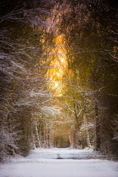 Besneeuwde laan in winters ochtendlicht van Robert Ruidl