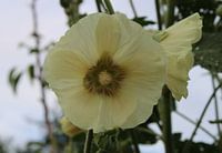 Rose trémière en blanc délicat