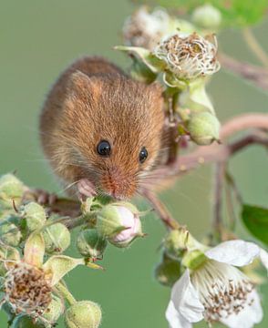 Dwarf mouse on a bramble bush by Nature in Stock