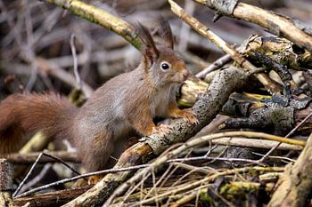 Squirrel on branch wall