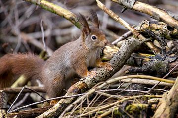 Eekhoorn op takkenwal van Stobbe; stiltegrafie