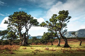 Schilderachtig tafereel met bizarre laurierbomen in het Fanal bos van Daan Duvillier | Dsquared Photography