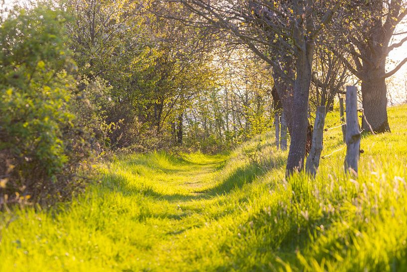Field path by Sylvio Dittrich