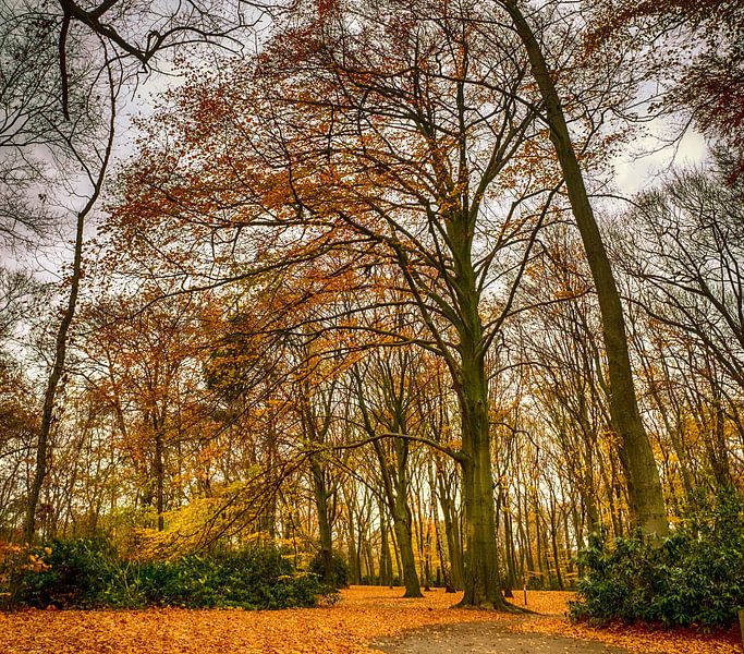 Herfst par Rene Wolf