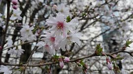 bloem by S C