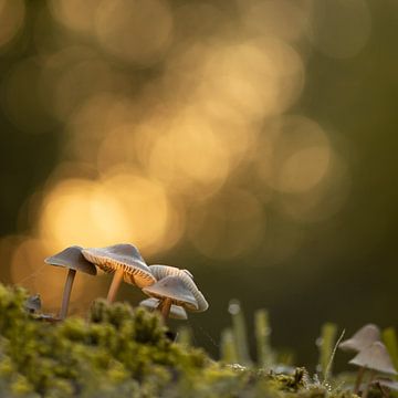 Mushrooms by Lucia Leemans
