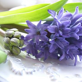hyacint op schaal 2 van Nicolet Reus