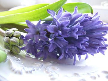 hyacint op schaal 2 van Nicolet Reus