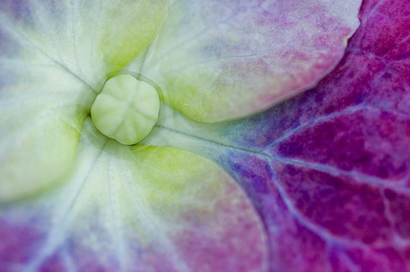 Paarse hortensia uit eigen tuin van fotomeisjeuitbrabant