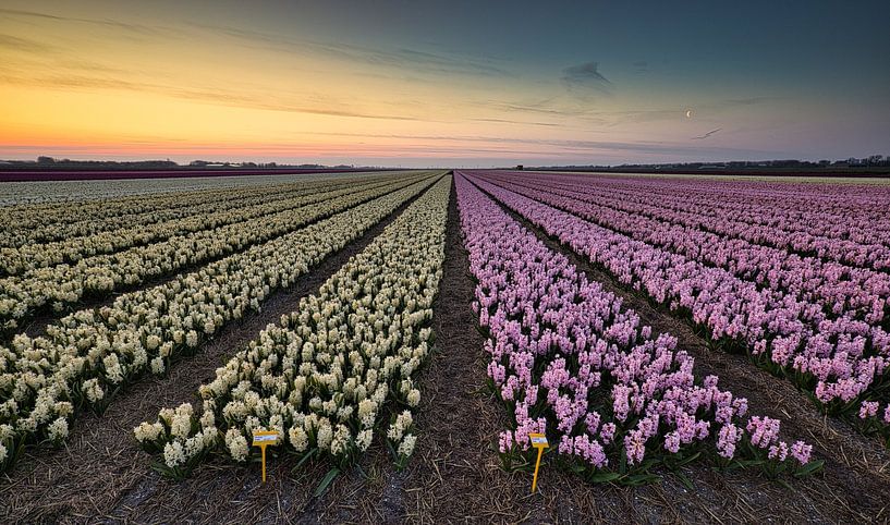 Hyacinths on the border of white and pink by peterheinspictures