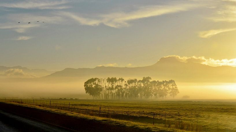 Sonnenaufgang mit Eukalyptusbäumen im Nebel von Werner Lehmann