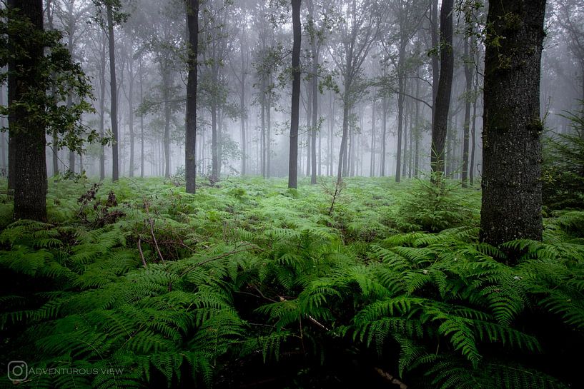 Forêt mystique par Robbert Wille