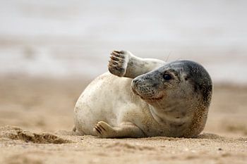 Zeehond op het strand