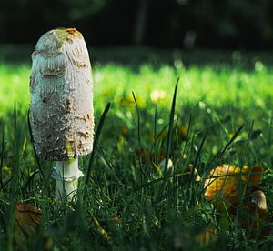 paddenstoel voor het bos van Marjon Boerman