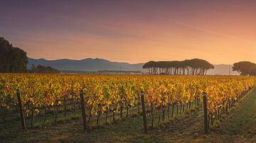 Weinberg von Bolgheri und Pinien bei Sonnenaufgang. Toskana