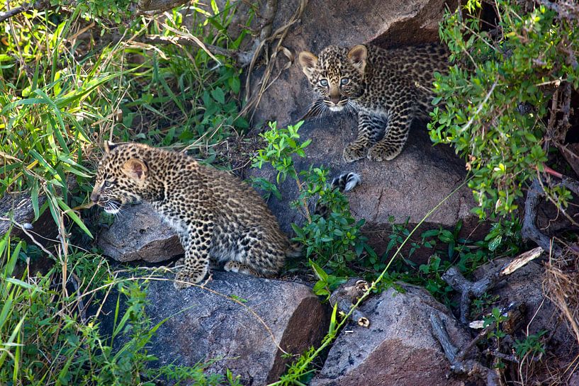 Leopard by Peter Michel