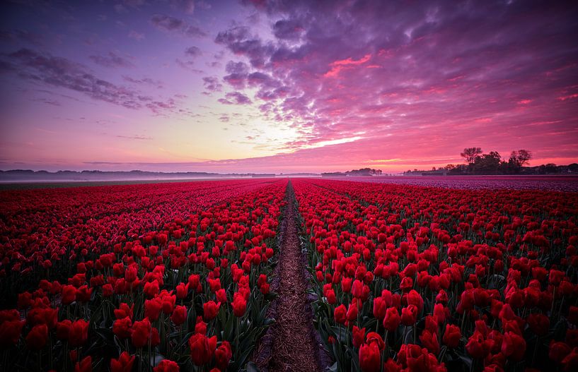 Champ de tulipes avec un beau ciel au lever du soleil par Peter de Jong