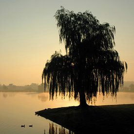 Morning mist near a weeping willow on the IJssel river by Martin Hendriks