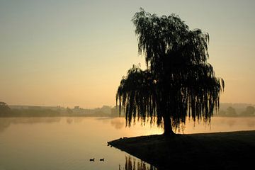 Morning mist near a weeping willow on the IJssel river by Martin Hendriks