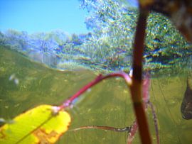 Under the surface 2 by Ansje Visser