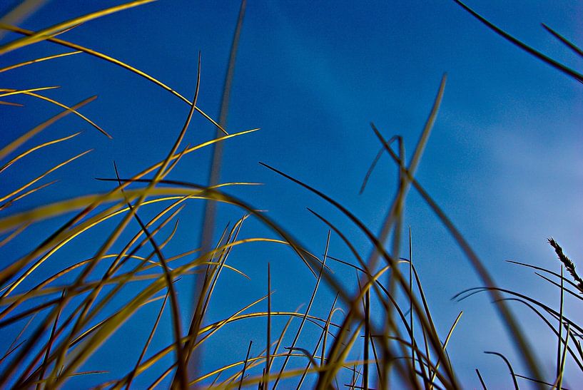 Dune Grass by Norbert Sülzner