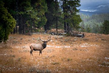 Wildlife in Yellowstone National Park van Nicole Geerinck