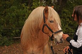 Photoshooting with light brown Haflinger with beige mane