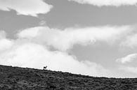 Un seul lama sur une colline par Shanti Hesse Aperçu