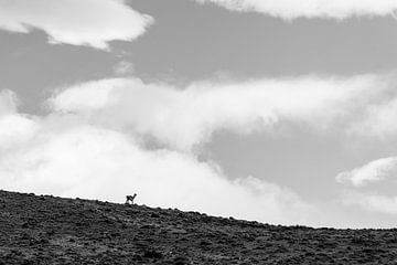 Un seul lama sur une colline
