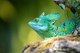 Stirnlappenbasilisk van Bojan Radisavljevic