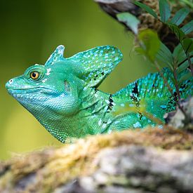 Stirnlappenbasilisk von Bojan Radisavljevic