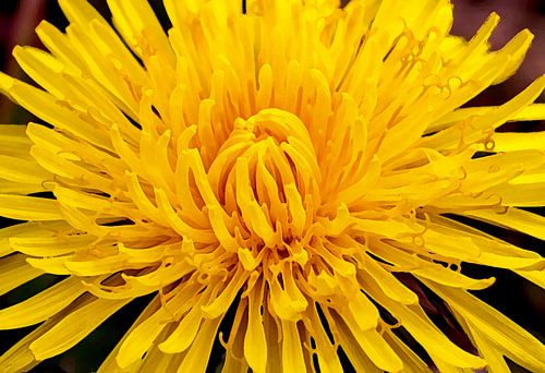 Ein Gemälde mit einem blühenden Löwenzahn.