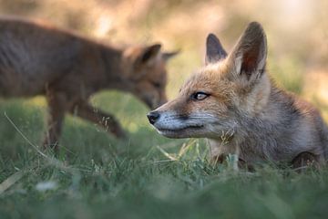 Vos in het gras met een mooie blik in zijn ogen van Jolanda Aalbers