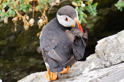 Papegaaiduikers op het eiland Skellig Michael in Ierland