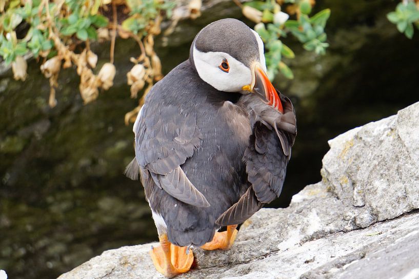 Puffins on the island of Skellig Michael in Ireland by Babetts Bildergalerie