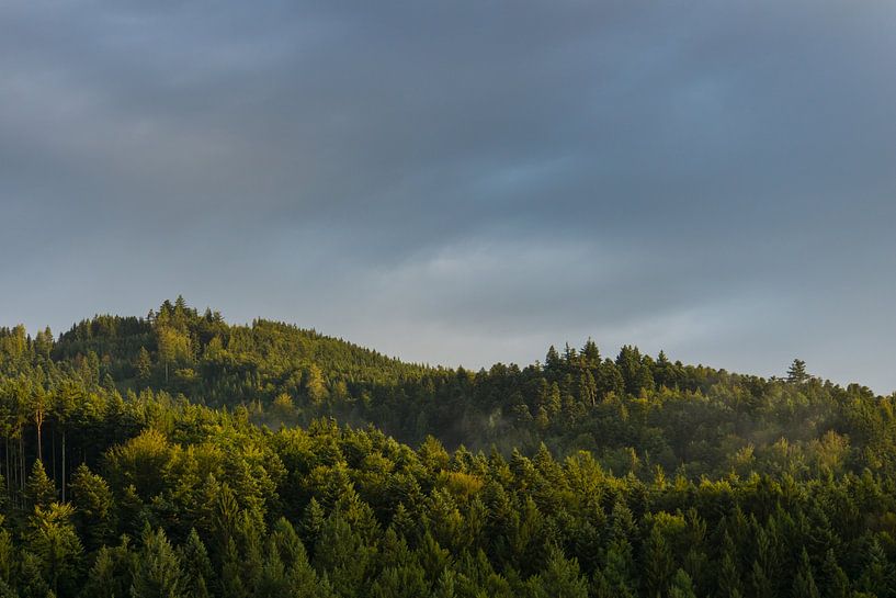 Germany, Black Forest, Freiburg, Sunny dawn atmosphere by adventure-photos