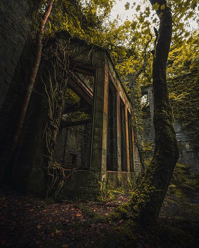 Where nature reclaims the castle 3