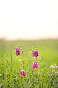 Schachblume auf einer Wiese bei Sonnenaufgang