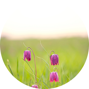 Kievitsbloemen in een weide tijdens zonsopgang van Sjoerd van der Wal Fotografie