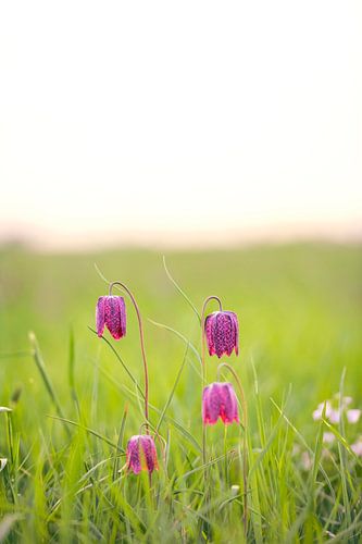 La fritillaire pintade dans une prairie au lever du soleil.