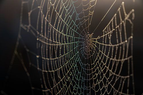 Spider web with rainbow in the morning sun