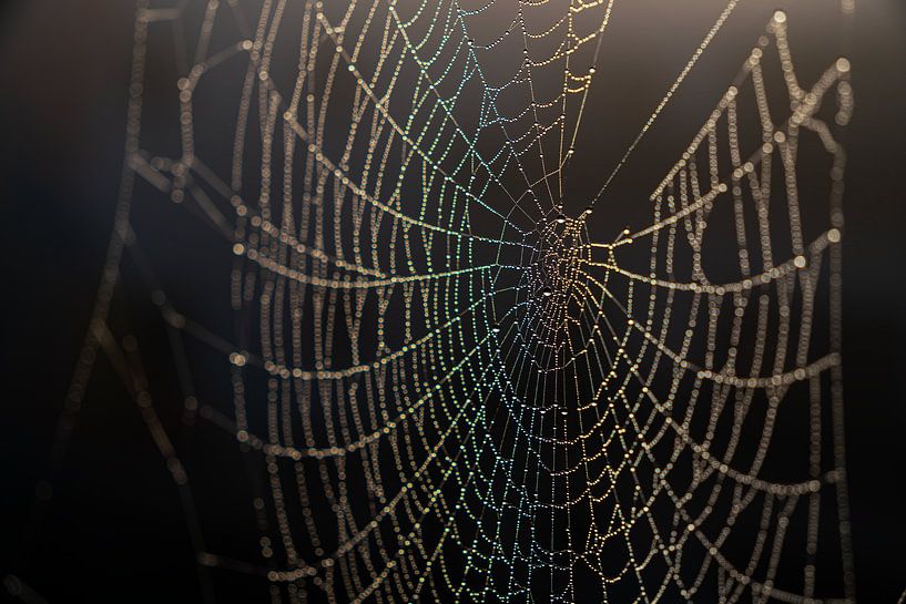 Spider web with rainbow in the morning sun by Author Sim1