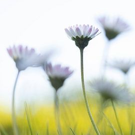 Daisies in the grass by Flori