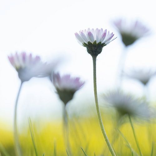 Gänseblümchen im Gras