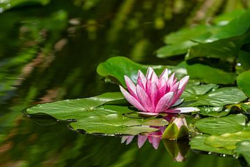 Wonderful water lily van Ursula Di Chito